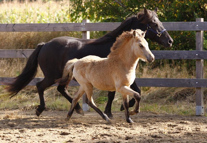 Bjarndis von Heidmoor g.jpg